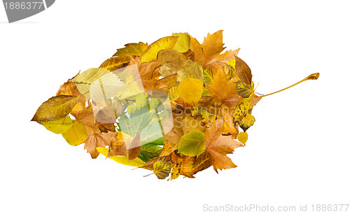 Image of Autumn leaves set. White isolated