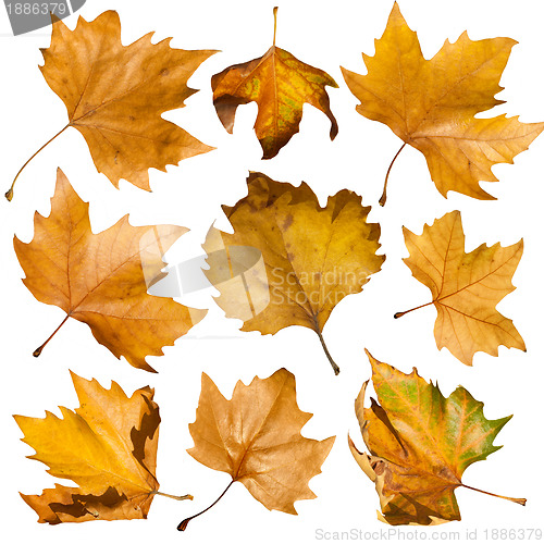 Image of Autumn leaves set. White isolated