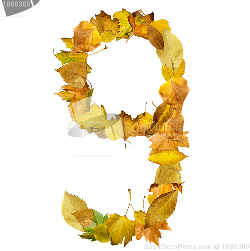 Image of Number nine made of autumn leaves.
