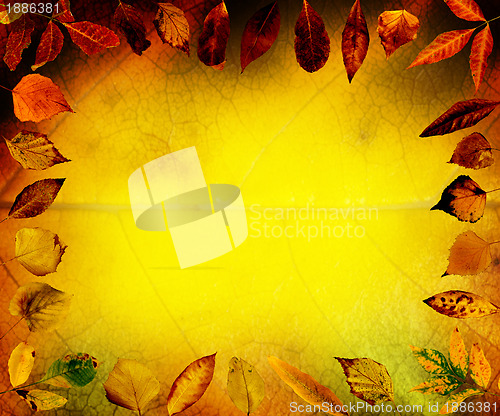 Image of Border of autumn leaves