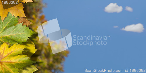 Image of Natural background with autumn leaves.