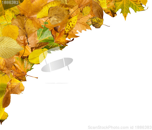 Image of Border of autumn leaves
