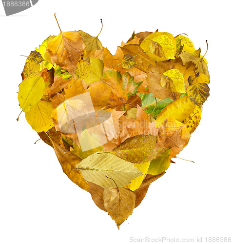 Image of Heart made of autumn leaves