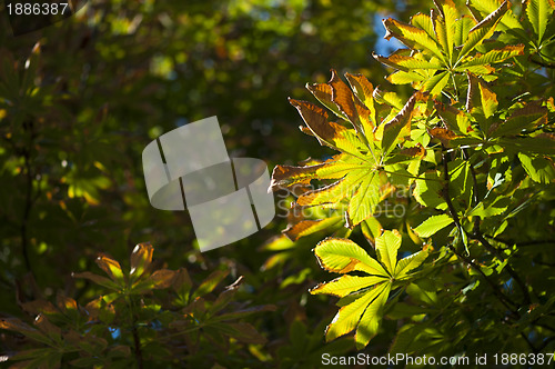 Image of Natural background with autumn leaves