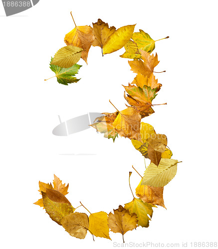 Image of Number three made of autumn leaves.