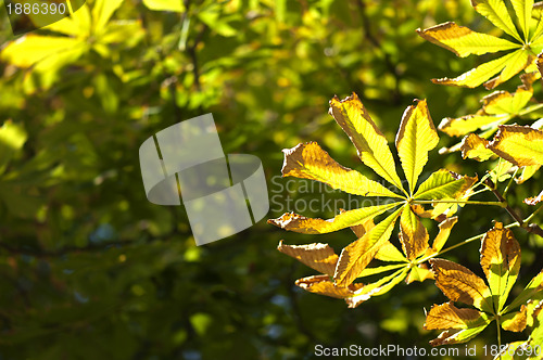 Image of Natural background with autumn leaves