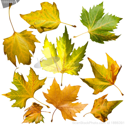 Image of Autumn leaves set. White isolated