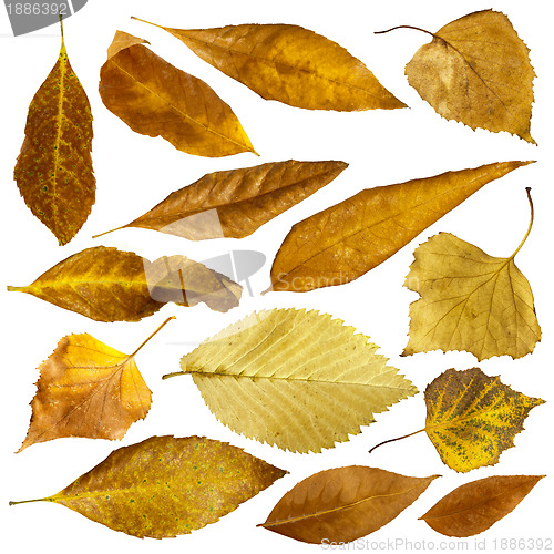 Image of Autumn leaves set. White isolated