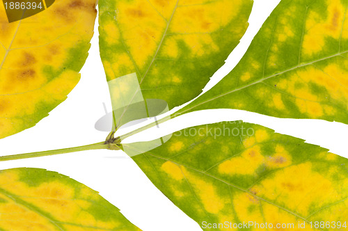 Image of Autumn leaves