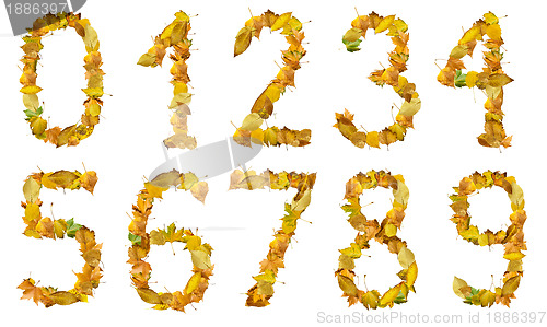 Image of Set of numbers made of autumn leaves