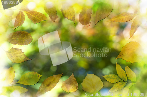 Image of Natural background with autumn leaves