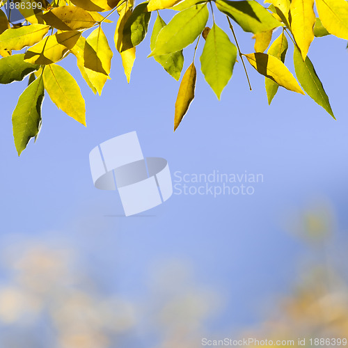 Image of Natural background with autumn leaves