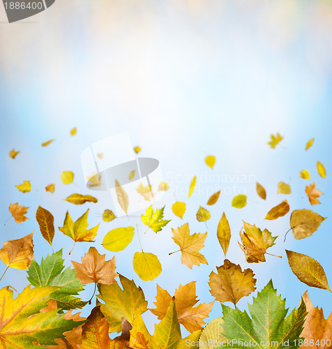 Image of Border of autumn leaves