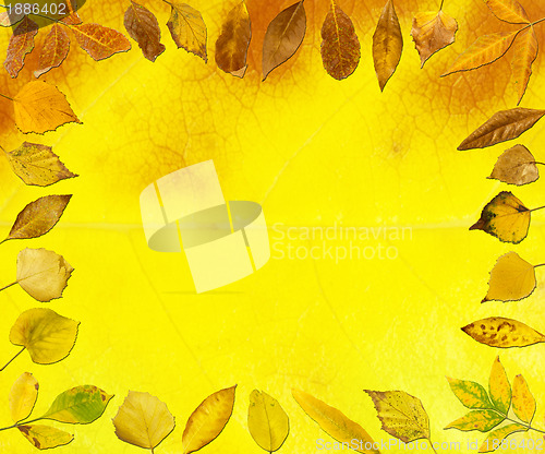 Image of Border of autumn leaves