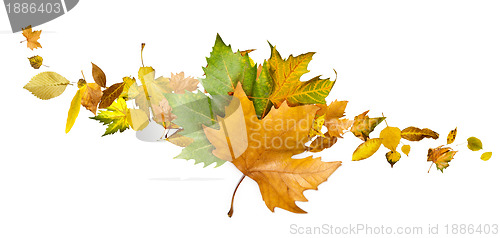 Image of Autumn leaves set. White isolated