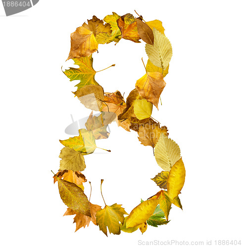 Image of Number eight made of autumn leaves.