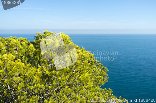 Image of Mediterranean pine trees