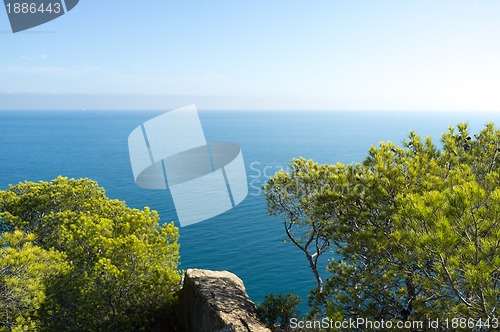 Image of Mediterranean pine trees