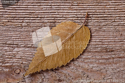 Image of yellow outumn leaf 