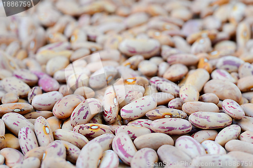 Image of Close-up dry white beans on natural light