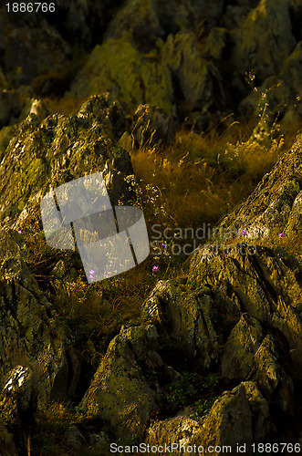 Image of Rock and flowers