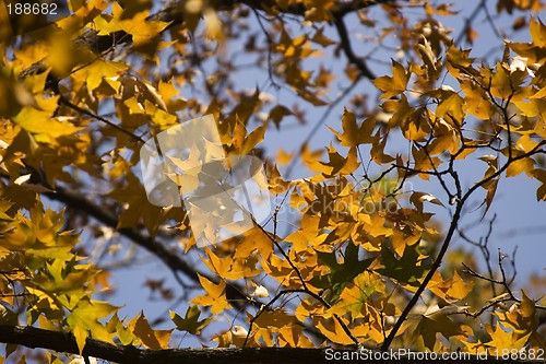 Image of Maple Leaf