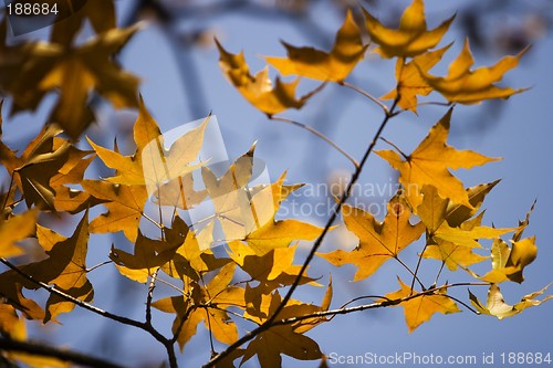 Image of Maple Leaf