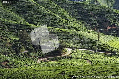 Image of Tea Plantation