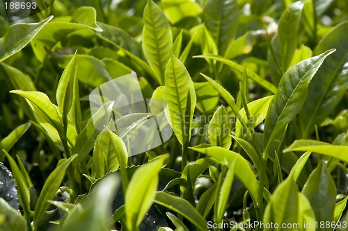 Image of Tea Plantation