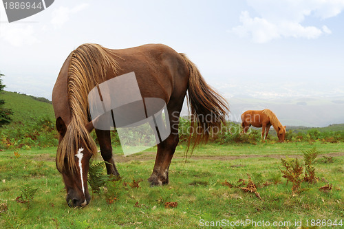 Image of wild pottok horses
