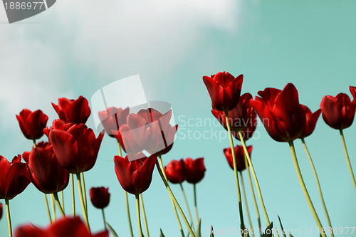 Image of red tulips field on a blue sky