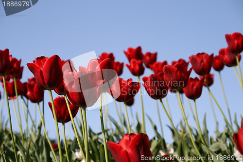Image of red tulips field on a blue sky