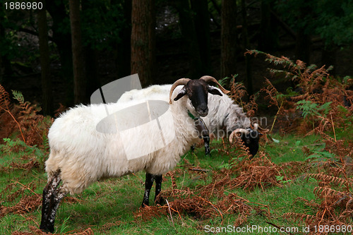 Image of white goats