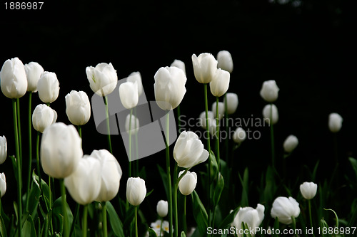 Image of white tulips in a garde