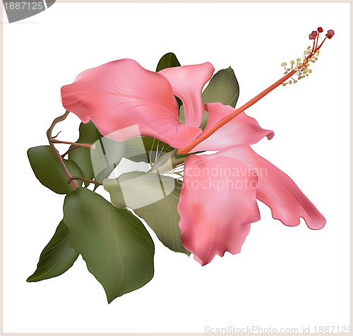 Image of Hibiscus flower vector illustration, pink beautiful plant on white background.