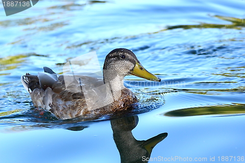 Image of mallard duck on blue water