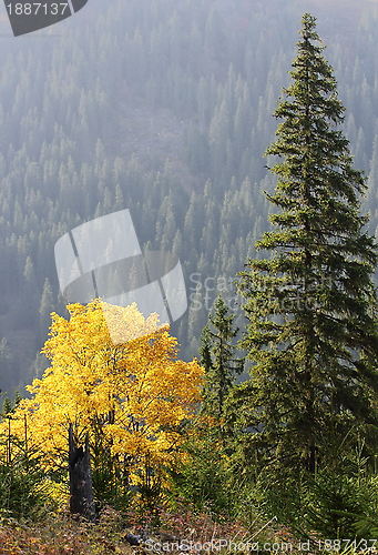 Image of maple tree in autumn