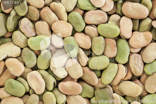 Image of fava (broad) bean