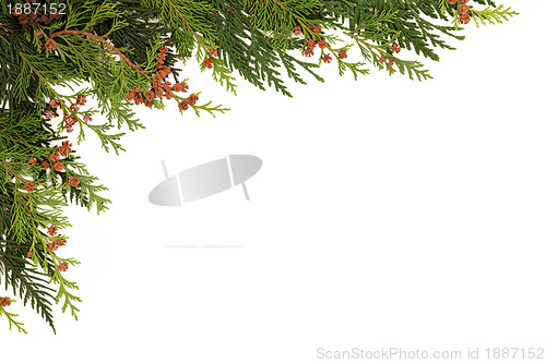 Image of Cedar Cypress Leaf Border