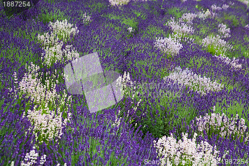 Image of Lavender field 