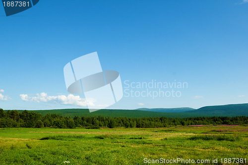 Image of A field with flowering willow-herb, hills, sky