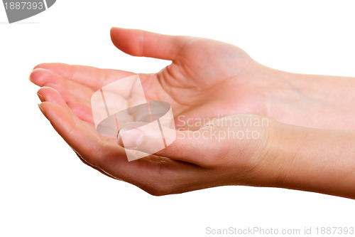 Image of Women's hands cupped assembly