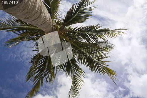 Image of A Palm Tree