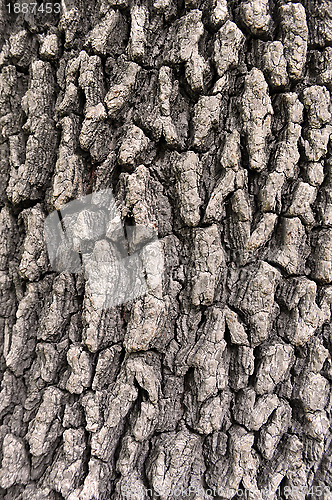 Image of bark