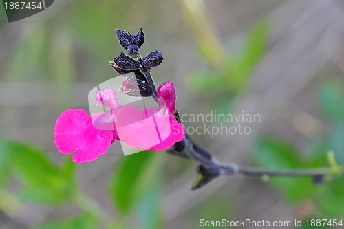 Image of Salvia microphylla