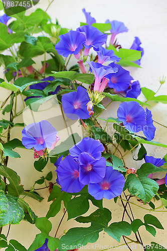 Image of Morning glory