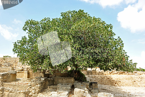 Image of fig tree