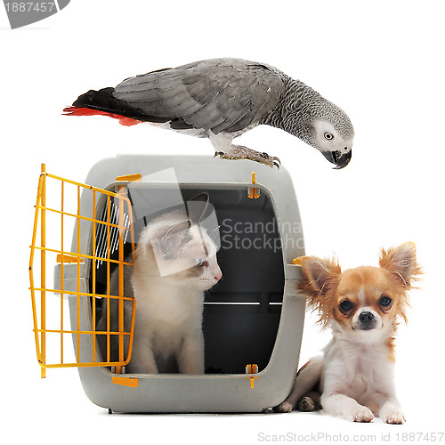 Image of kitten in pet carrier, parrot and chihuahua