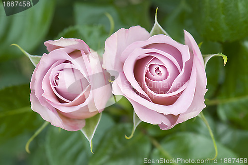 Image of pink roses