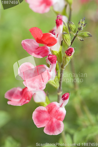 Image of Salvia microphylla Hot Lips